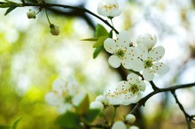 St. Petersburg Flowers / ...
