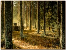 Morning in a pine forest ... / ***
