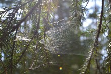 Web on fir branches / ***