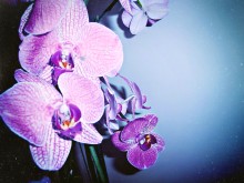 Orchids / ***