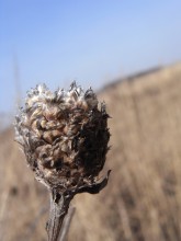 Field / ***