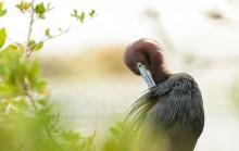 Reddish egret / Egretta rufescens