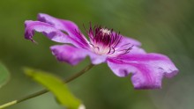 Clematis / ***