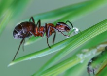 Drinking water ant ... / ***