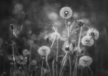 Dandelions ... / ***