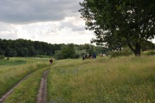 Meadow ... / ***