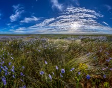 Feather grass and flax. / ***