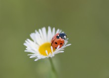 Ladybird) / ...