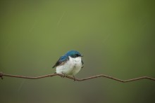 little Martin / northern house martin