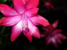 Brilliant beauty of everyday life / ***
