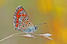Copper-butterfly / ...