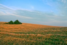 field islanders / ...