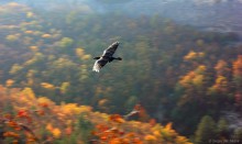 astronomical clock Raven / ***