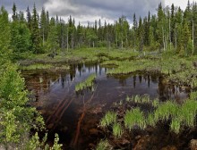 forest (not Shishkin) / ***