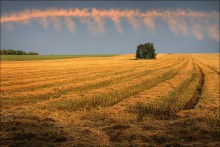 Comb for the field / ***