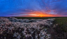 Dawn over the flowering ternom. / ***