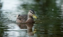 @ / #bird #duck #Mallard (female)
