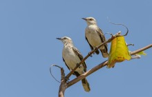 pair of mockingbirds / ***