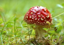 Last days of summer ... / ***