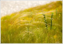 Khortytsya. Fresh breeze. / ***