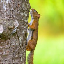 The American red squirrel / The American red squirrel