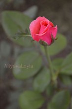 Rose / ***