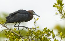 Reddish egret / Reddish egret