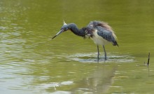 purposefulness in search of food / #Egretta tricolor #Tricolored heron #bird