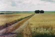 Wheat field near Vitebsk / ***