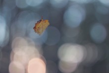 Flight &quot;Summer - Autumn&quot; / ---
