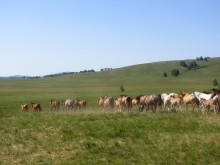 Wild Horses / ***