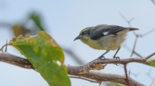 The Bananaquit / ***