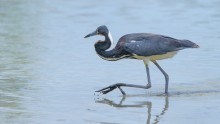 ....in walking distance / Tricolored heron