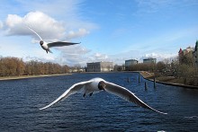 Seagulls / ***