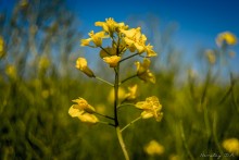 Blooming canola / ***