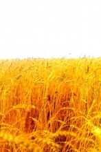 Little wheat) / ***