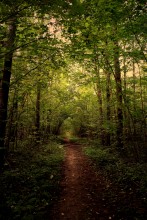 Forest tunnel / ***