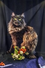 Cat Basil - supemodel / ***