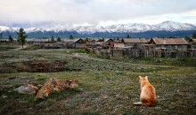 Contemplation ... / Contemplation (Altai, near the Mongolian border)