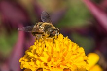 Honey Bee / No comments