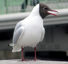 Seagull / ***