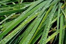 After the rain / ***
