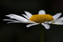 Chamomile / ***