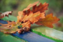 Autumn on the bench. / ***