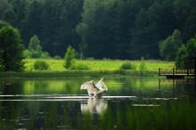 On the pond / ***