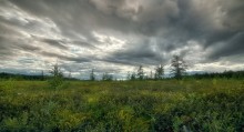 moody day @ bog / Mer bleue bog