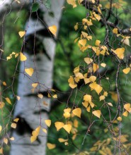 The first signs of autumn / ***