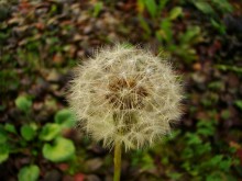 Dandelion / ***