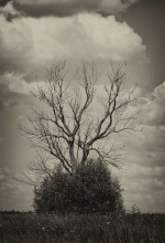 tree / ***