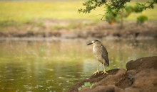 ... What kind of boredom storm / night heron